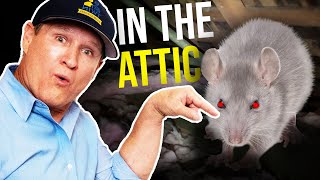 How Long Can a Rat Live in an Attic Without Food Or Water?